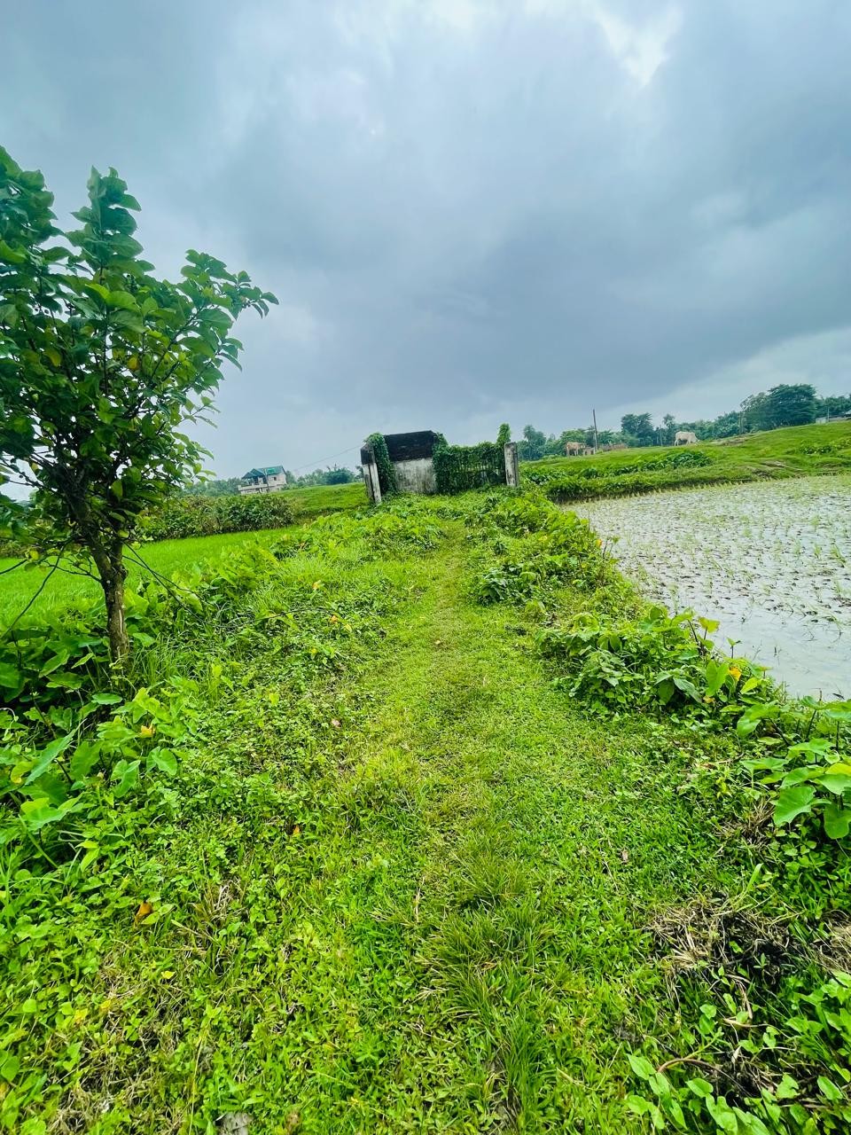Baijanathpur, Morang